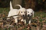 GOLDEN RETRIEVER 829